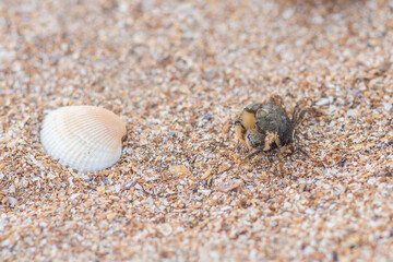 crab running in the sand