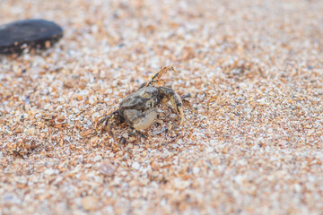 crab running in the sand