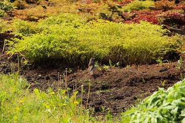 Cute wild bird in a garden looking for food in a patch.