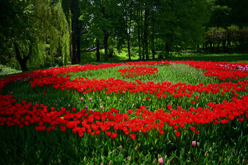 

flower bed with red tulips in parek