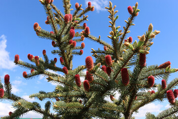 Spring fir tree with young raspberry cones sticking out like candles. Blossom without flowers....