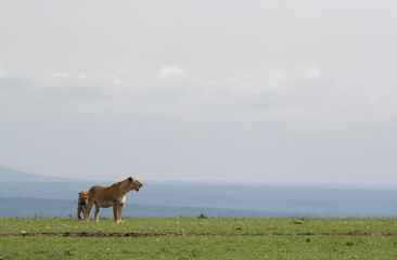 Lioness and her cub, Masai Mara