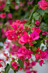 Bougainvillea flowers in bloom. Photo taken on Santorini island in Greece