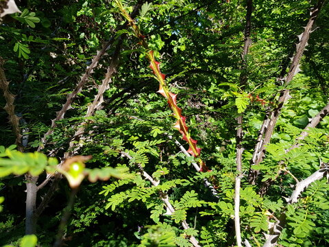 Spines of omeiensis pteracantha roses, Rosaceae family