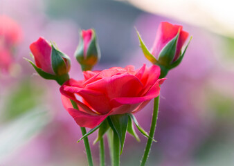 Obraz premium delicate rose flower with buds