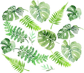 watercolor tropical leafs for print