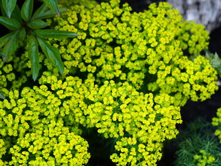 Spring flower background. A bed of flowering spurge cypress yellow flowers.Evening photo.