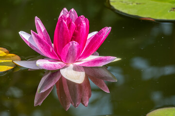 Pink water lily flower, Nymphaea lotus, Nymphaea sp. hort., on a dark water background with reflection.