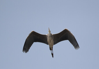 Grey Heron flying