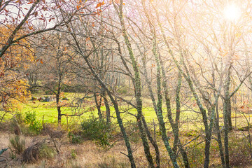 Fototapeta premium Nice autumn landscape with fog and sun rays breaking through the trees