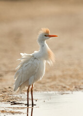 Cattle Egret in breeding plumage
