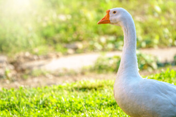Obraz premium Portrait of Domesticated grey goose, greylag goose or white goose on bright green blured background