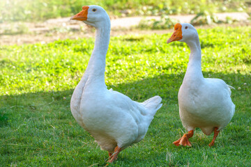 Two white big geese peacefully walking together in green grassy lawn on bright sunny day. Domestic goose, greylag goose or white goose, Anser cygnoides domesticus.