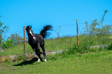 Koń, hodowla, wybieg, łąka, galop, klacz, źrebak, pasie się.