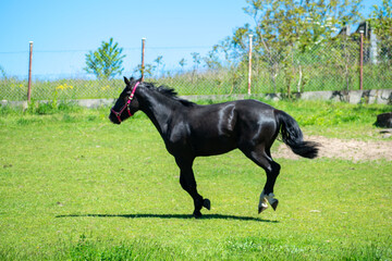Koń, hodowla, wybieg, łąka, galop, klacz, źrebak, pasie się. © Jacek