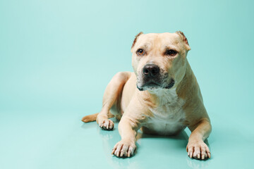 American staffordshire terrier in studio isolated on blue background with copy space.