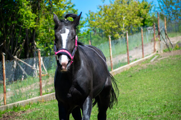 Koń, hodowla, wybieg, łąka, galop, klacz, źrebak, pasie się. © Jacek