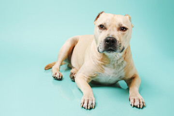 American staffordshire terrier in studio isolated on blue background with copy space.