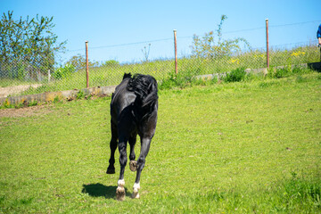 Koń, hodowla, wybieg, łąka, galop, klacz, źrebak, pasie się. © Jacek