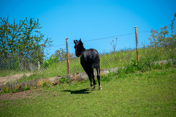 Koń, hodowla, wybieg, łąka, galop, klacz, źrebak, pasie się. © Jacek