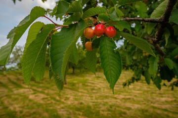 Red cherries at a fruit tree