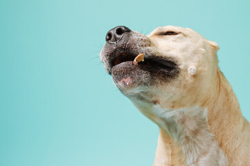 American staffordshire terrier catches dry food isolated on blue background with copy space.