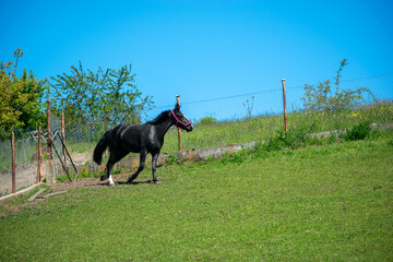 Koń, hodowla, wybieg, łąka, galop, klacz, źrebak, pasie się. © Jacek