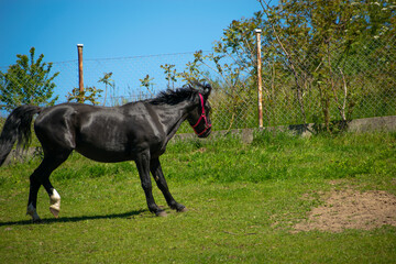 Koń, hodowla, wybieg, łąka, galop, klacz, źrebak, pasie się. © Jacek