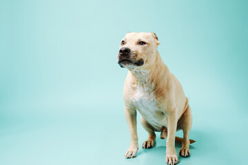 American staffordshire terrier in studio isolated on blue background with copy space.
