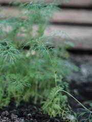 Juicy green seedlings of young dill growing in open ground, dill care. Agriculture.