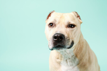 American staffordshire terrier in studio isolated on blue background with copy space.