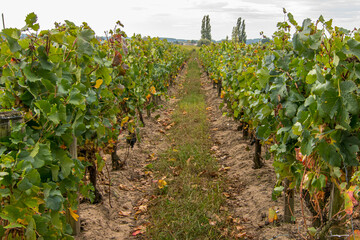Fototapeta na wymiar Landscape of vineyard field in Saint-Emilion. France