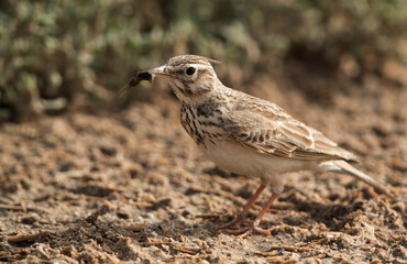 Crested Lark with a catch