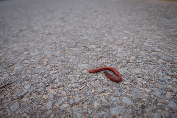 Earthworm close-up