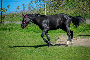 Koń, hodowla, wybieg, łąka, galop, klacz, źrebak, pasie się. © Jacek