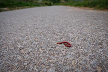 Parched earthworm on a road
