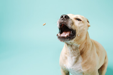 American staffordshire terrier catches dry food isolated on blue background with copy space.