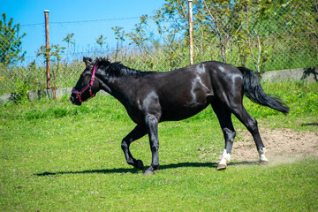 Koń, hodowla, wybieg, łąka, galop, klacz, źrebak, pasie się. © Jacek