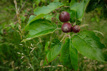 Apples at a twig tree