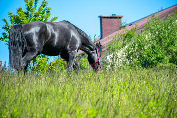 Koń, hodowla, wybieg, łąka, galop, klacz, źrebak, pasie się. © Jacek
