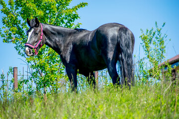 Koń, hodowla, wybieg, łąka, galop, klacz, źrebak, pasie się. © Jacek