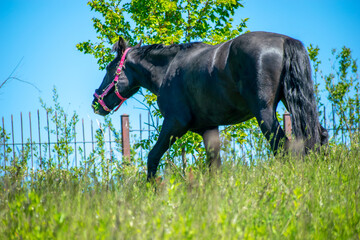 Koń, hodowla, wybieg, łąka, galop, klacz, źrebak, pasie się. © Jacek