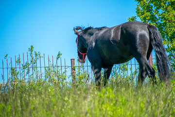 Koń, hodowla, wybieg, łąka, galop, klacz, źrebak, pasie się. © Jacek