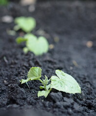 Agricultural industry.Young cucumber plants in the vegetable garden on the plot.
