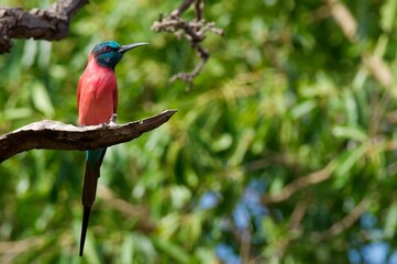 Northern Carmine Bee-eater in the Gambia