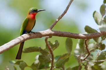 Fototapeta premium Red-throated Bee-eater in the Gambia