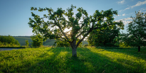 Apple tree on green meadow in back lit of sun