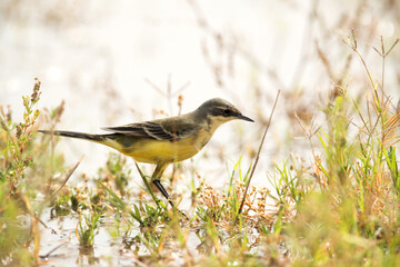Yellow wagtail, Bahrain