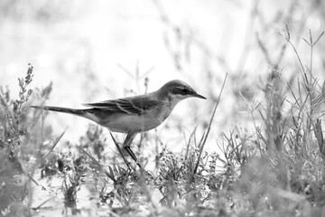 Eastern Yellow wagtail