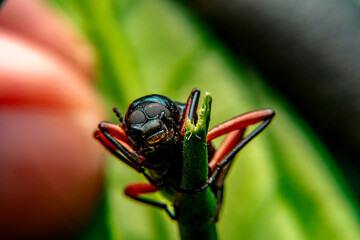 A close up shot of a small insect with red legs